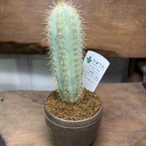 アズレウス　3.5号