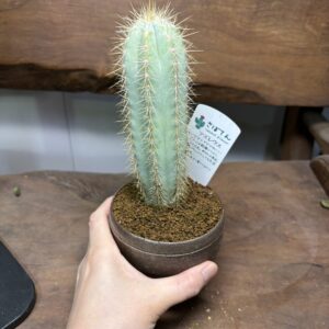 アズレウス　3.5号 - 画像 (4)