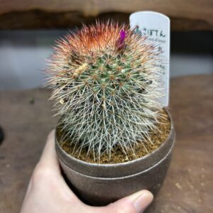 猩々丸　3.5号 - 画像 (4)