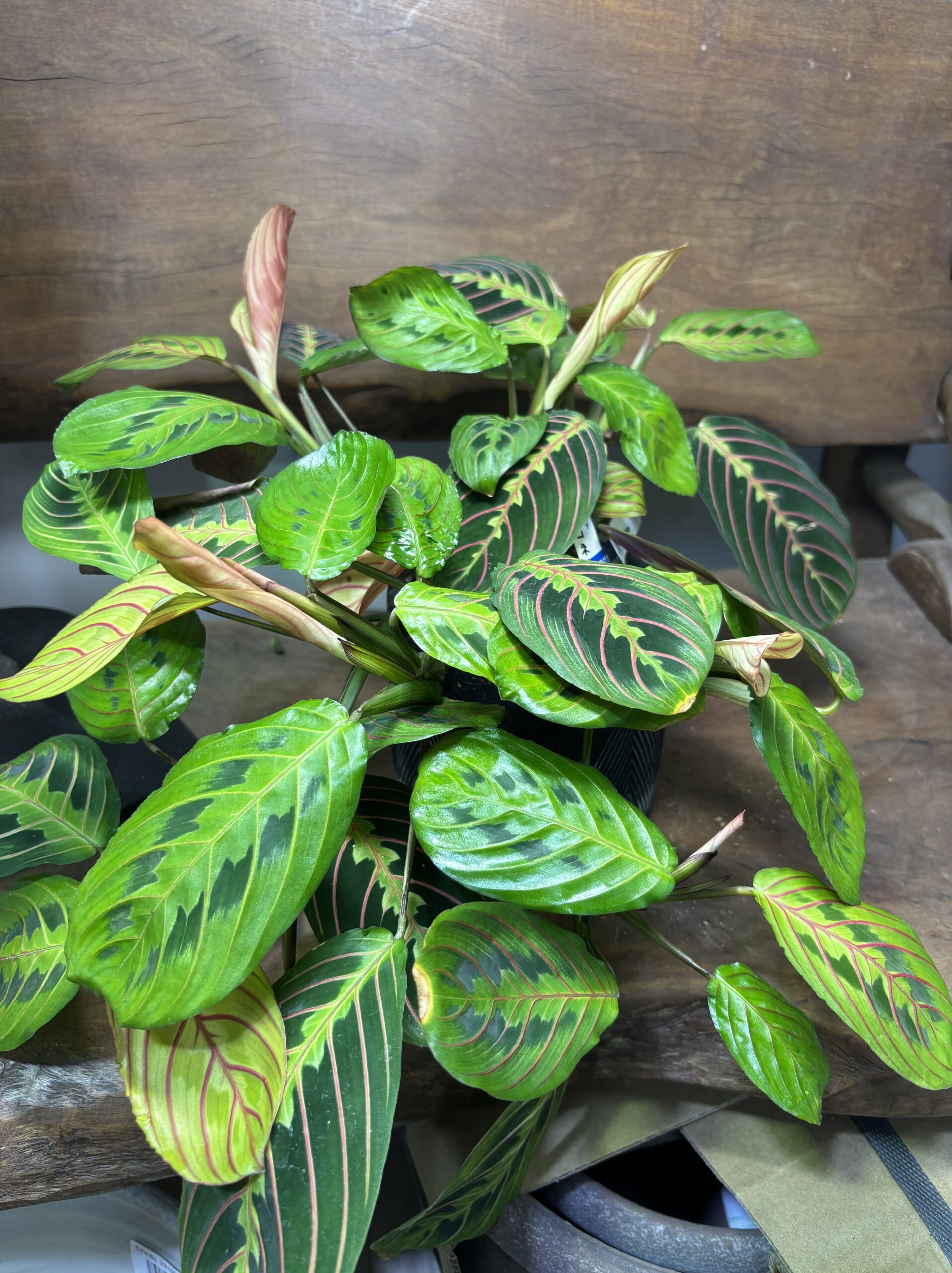 マランタ 陶器鉢植え - 画像 (2)