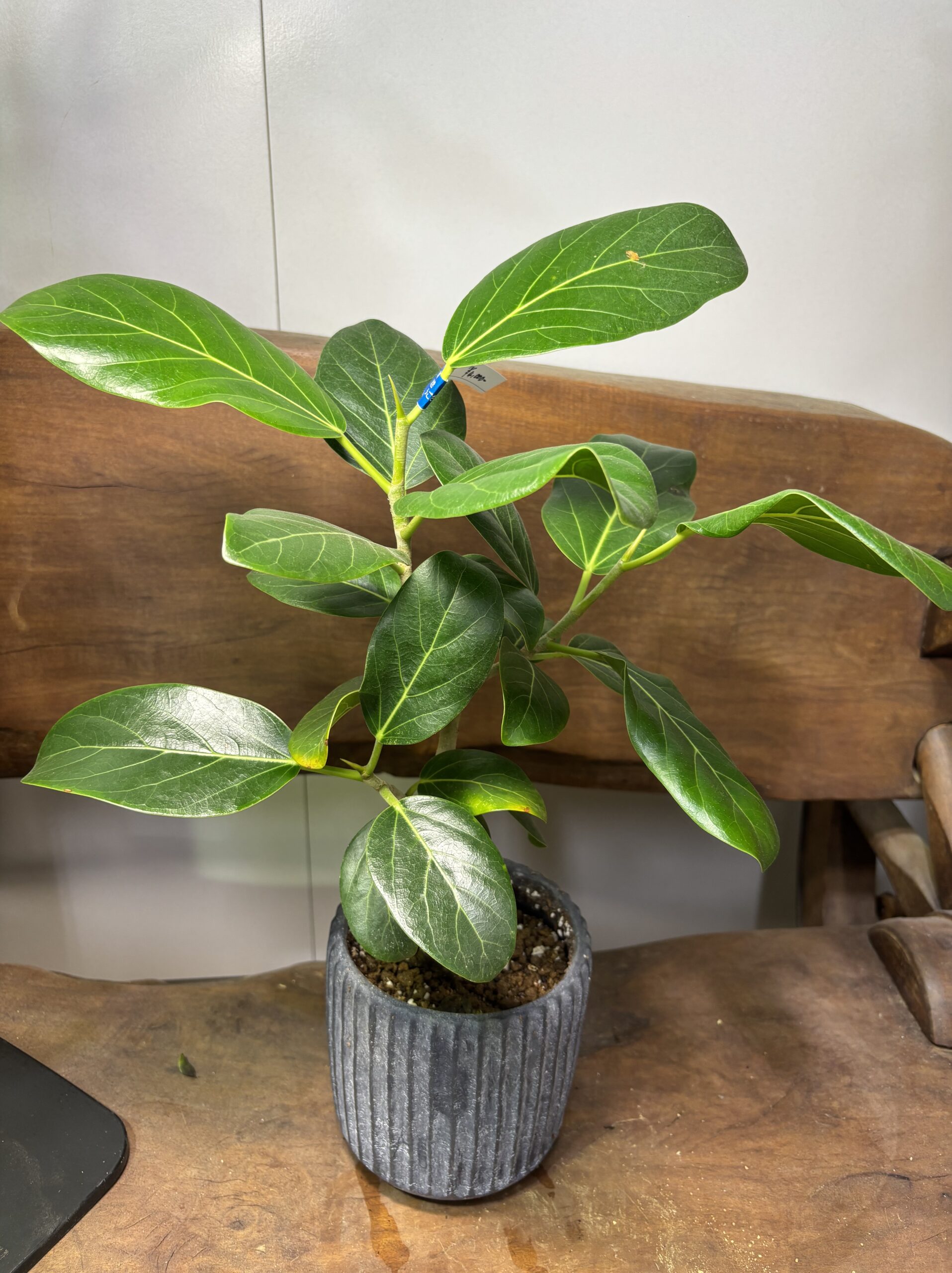 フィカス・ベンガレンシス 陶器鉢植え