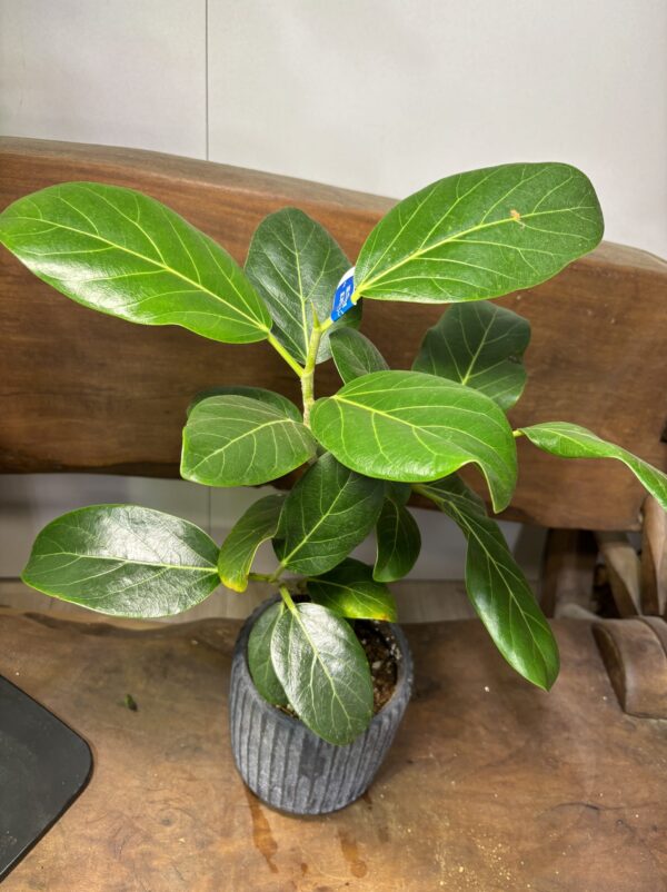 フィカス・ベンガレンシス　陶器鉢植え - 画像 (2)