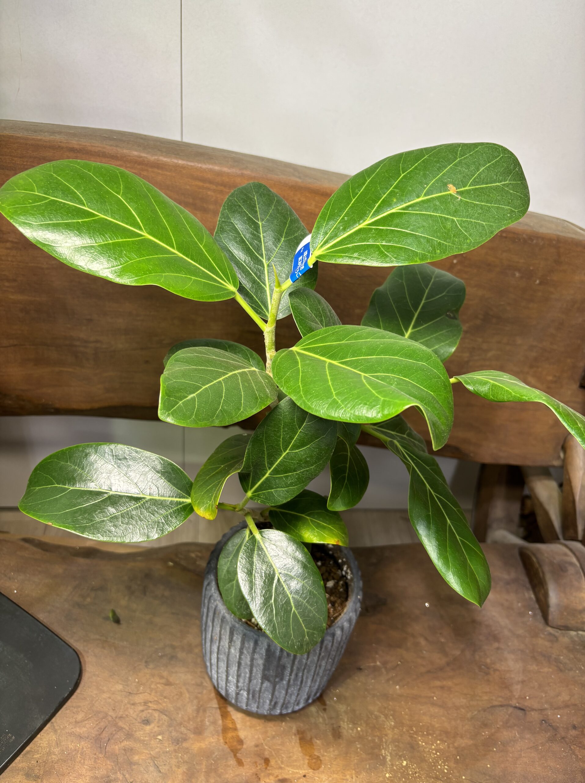 フィカス・ベンガレンシス 陶器鉢植え - 画像 (2)