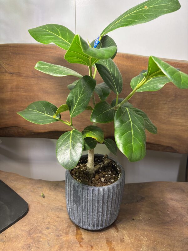 フィカス・ベンガレンシス　陶器鉢植え - 画像 (3)