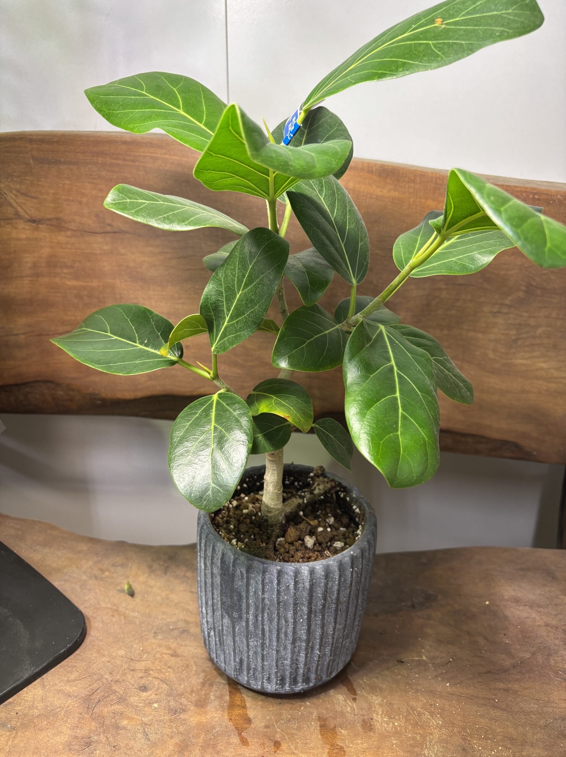 フィカス・ベンガレンシス 陶器鉢植え - 画像 (3)