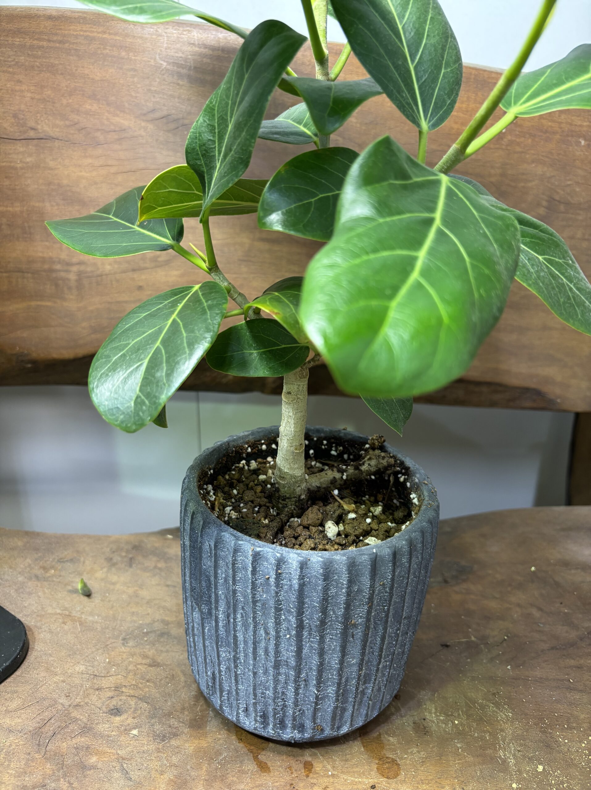 フィカス・ベンガレンシス 陶器鉢植え - 画像 (4)