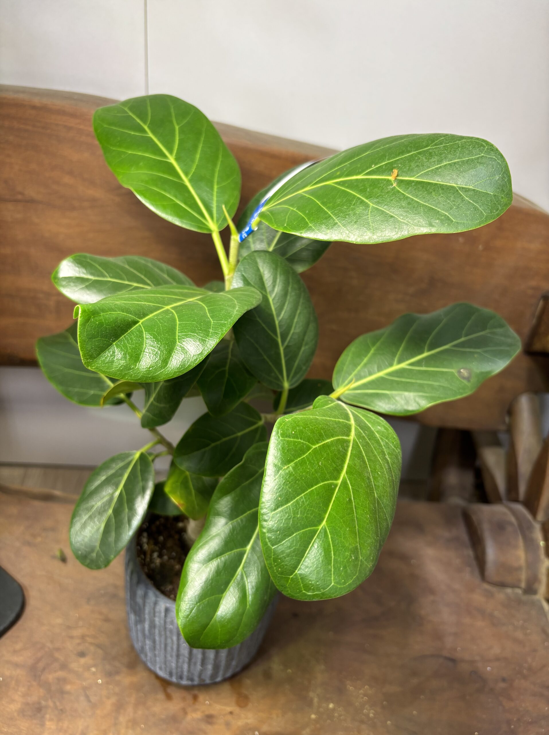 フィカス・ベンガレンシス 陶器鉢植え - 画像 (5)