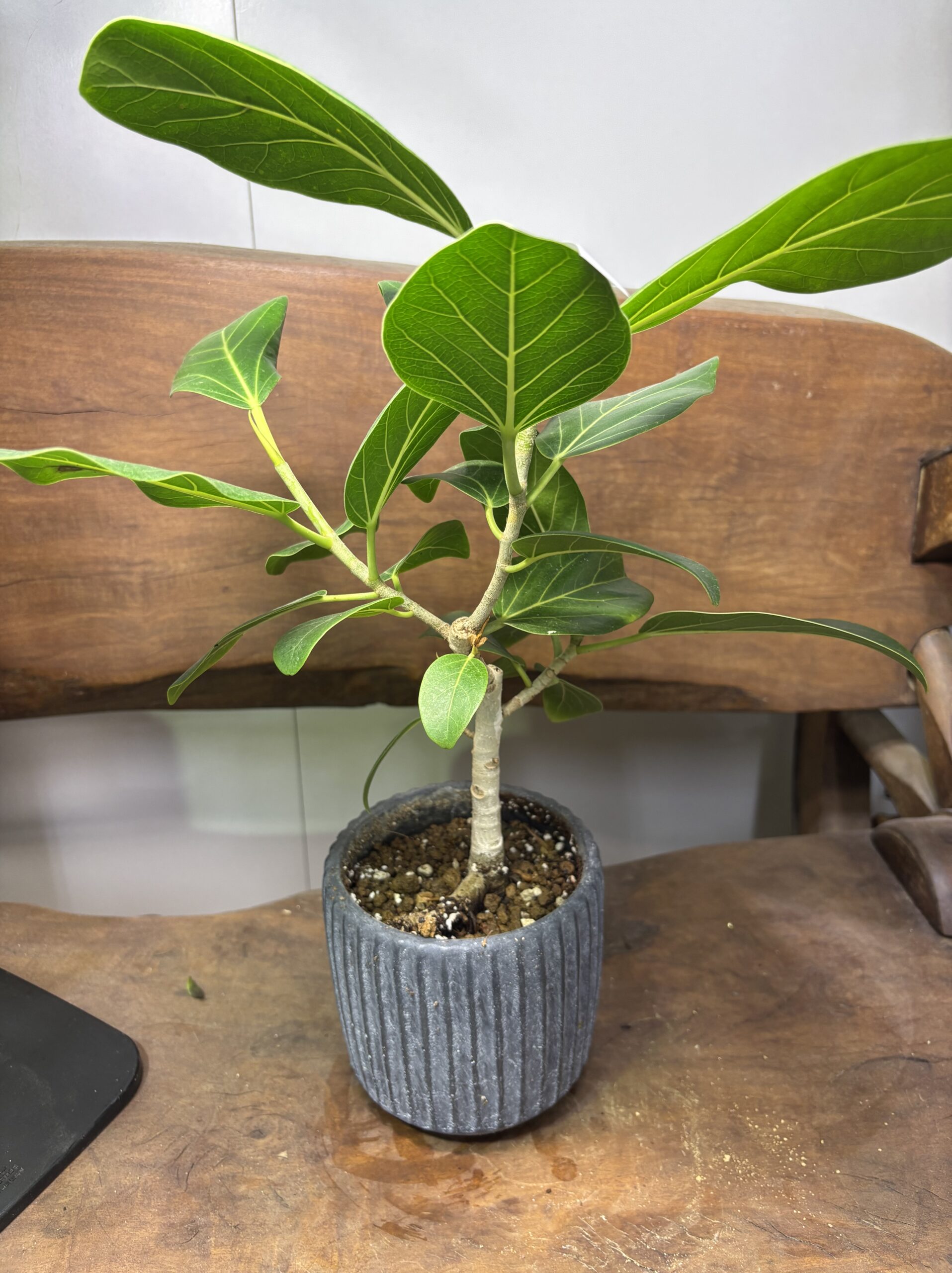 フィカス・ベンガレンシス 陶器鉢植え - 画像 (6)