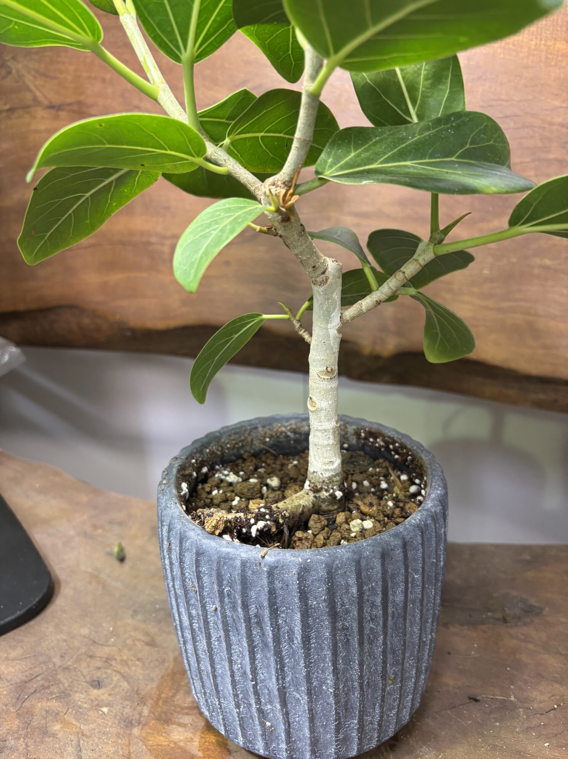 フィカス・ベンガレンシス 陶器鉢植え - 画像 (7)