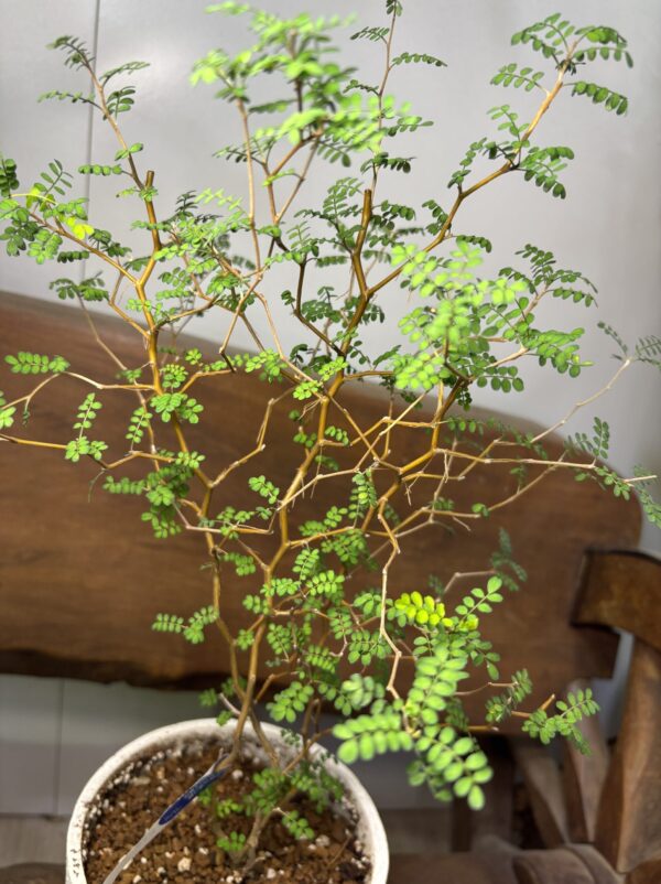 ソフォラ・リトルベビー　陶器鉢植え - 画像 (2)