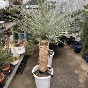 ユッカ・ロストラータ 10号 | Plants Shop Big Smile 通販