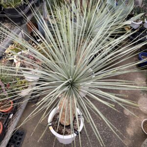 ユッカ・ロストラータ 10号 | Plants Shop Big Smile 通販