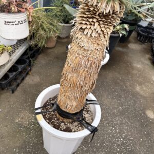 ユッカ・ロストラータ 10号 | Plants Shop Big Smile 通販