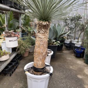 現物「ユッカ・ロストラータ」10号　Yucca rostrata ユッカ・ロストラータ 10号 | Plants Shop Big Smile 通販