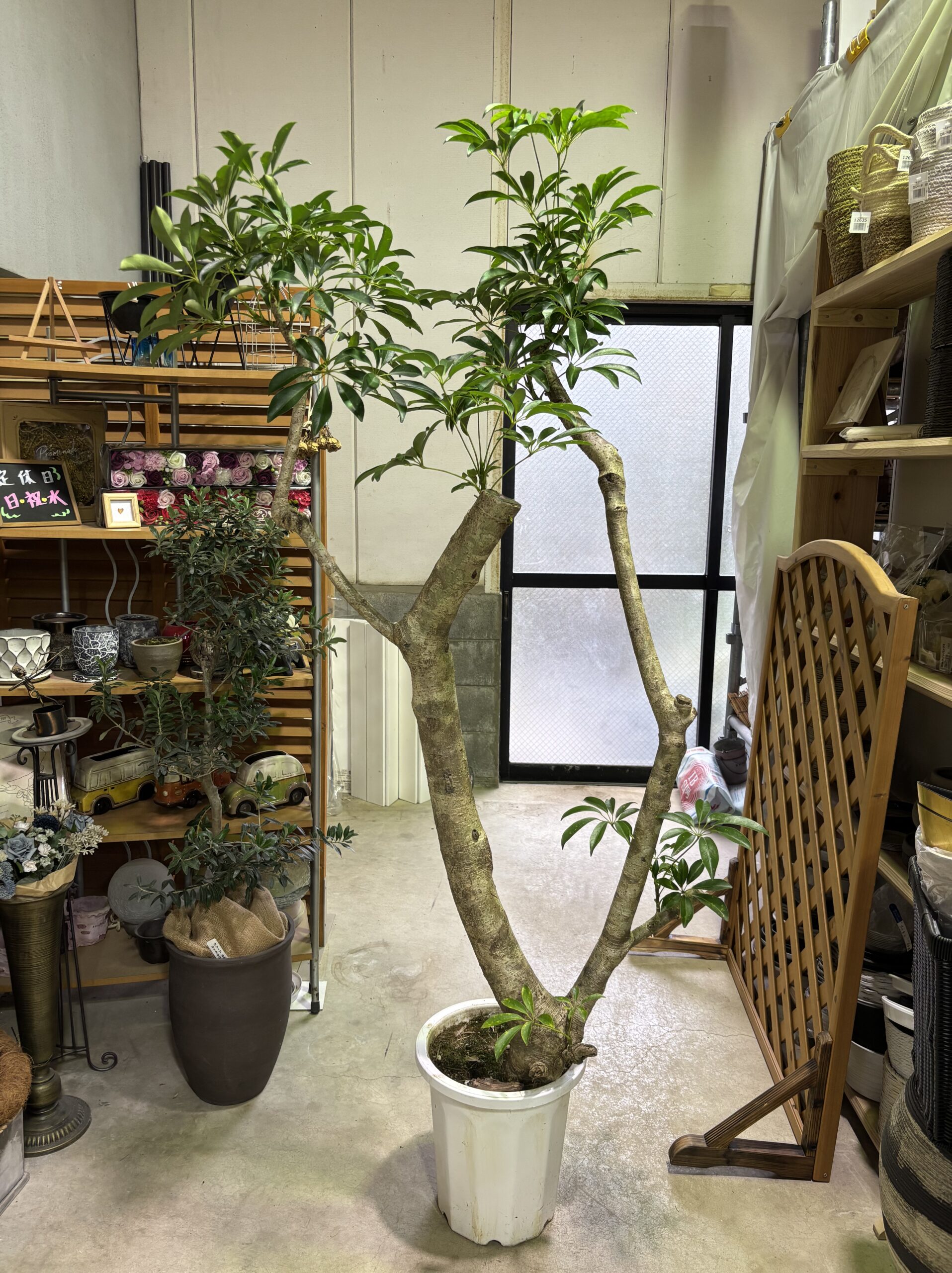 シェフレラ 朴物 尺鉢 - 画像 (2)