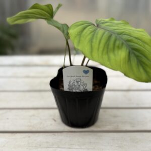 ホマロメナ・SPレッド 3.5号 | Plants Shop Big Smile 通販