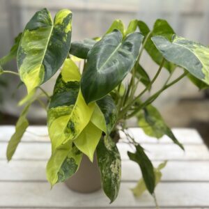 フィロデンドロン・バールマルクス・バリエガータ 4号 | Plants Shop