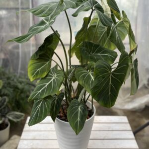 フィロデンドロン・グロリオーサム 7号 | Plants Shop Big Smile 通販