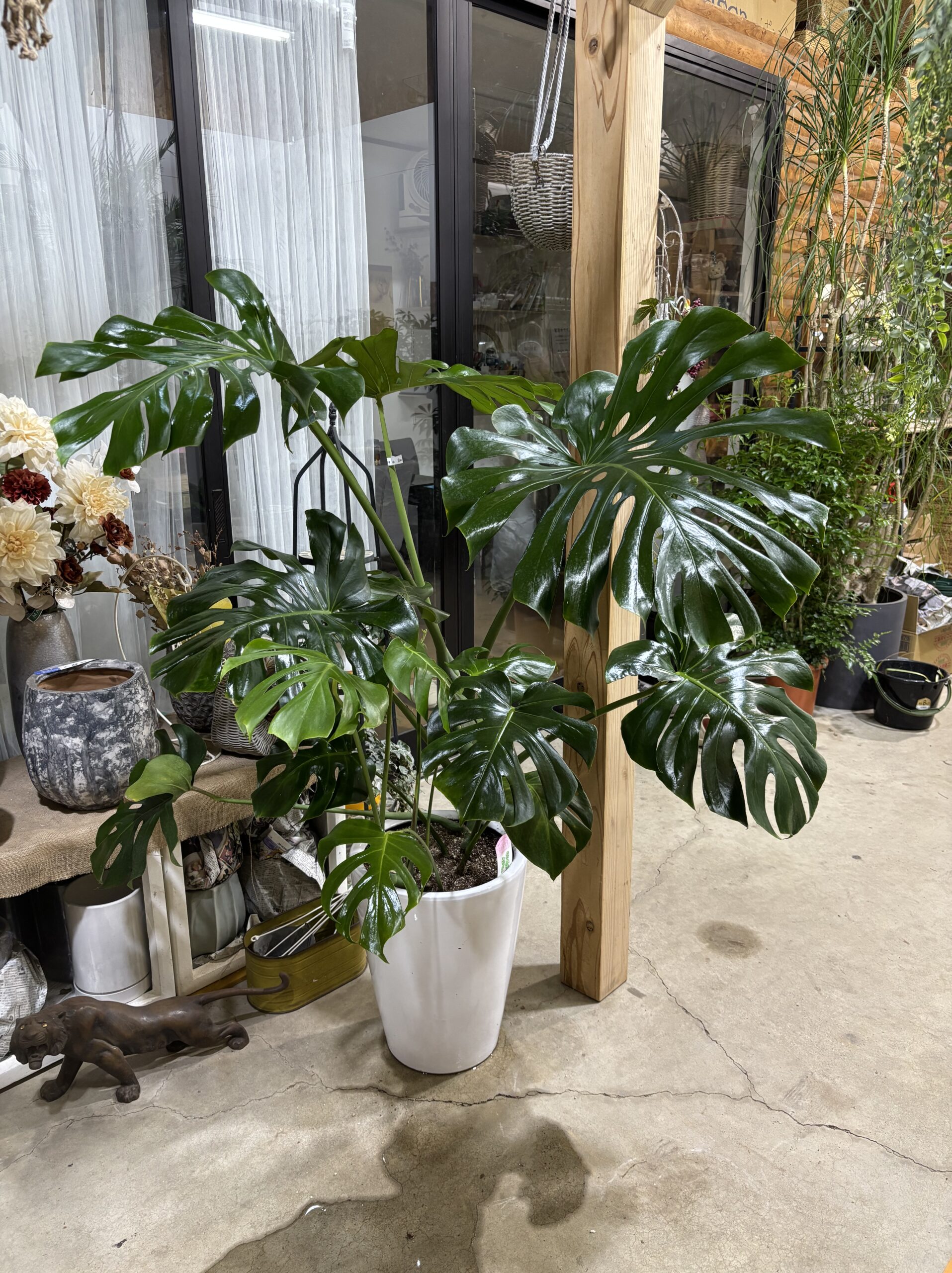 モンステラ 陶器鉢植え - 画像 (3)