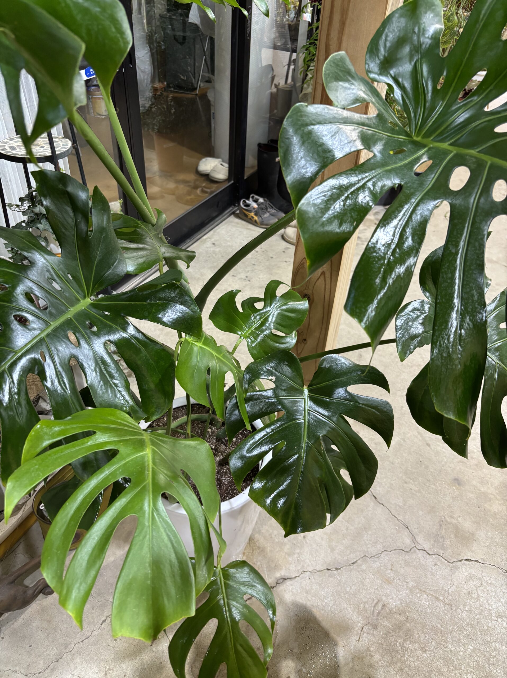 モンステラ 陶器鉢植え - 画像 (2)