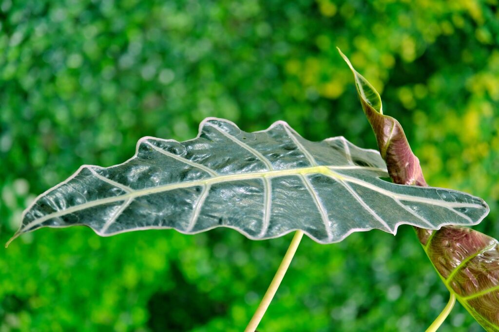 耐陰性の強い観葉植物”アロカシア”