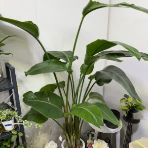 ストレリチア・オーガスタ　8号