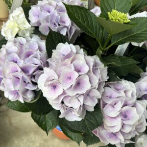 アジサイ・シルクサファイア 8号 | Plants Shop Big Smile通販