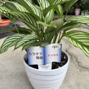 カラテア・ビタッタ - 画像 (4)