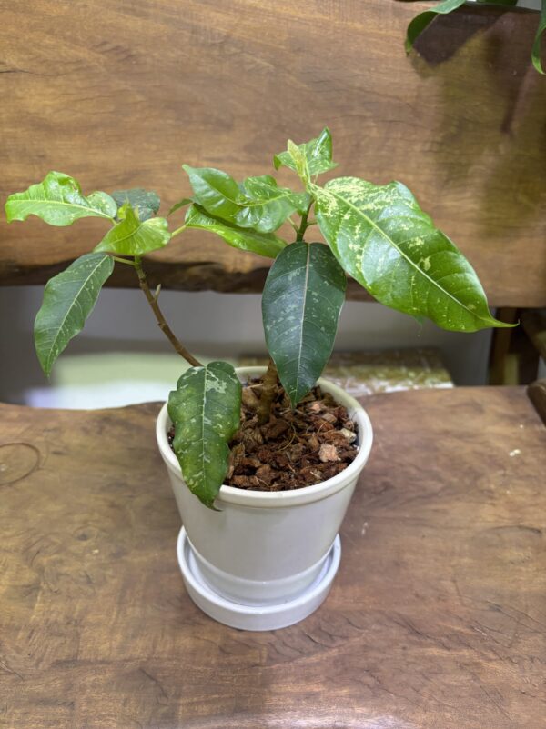 フィカス・アスペラ　陶器鉢植え