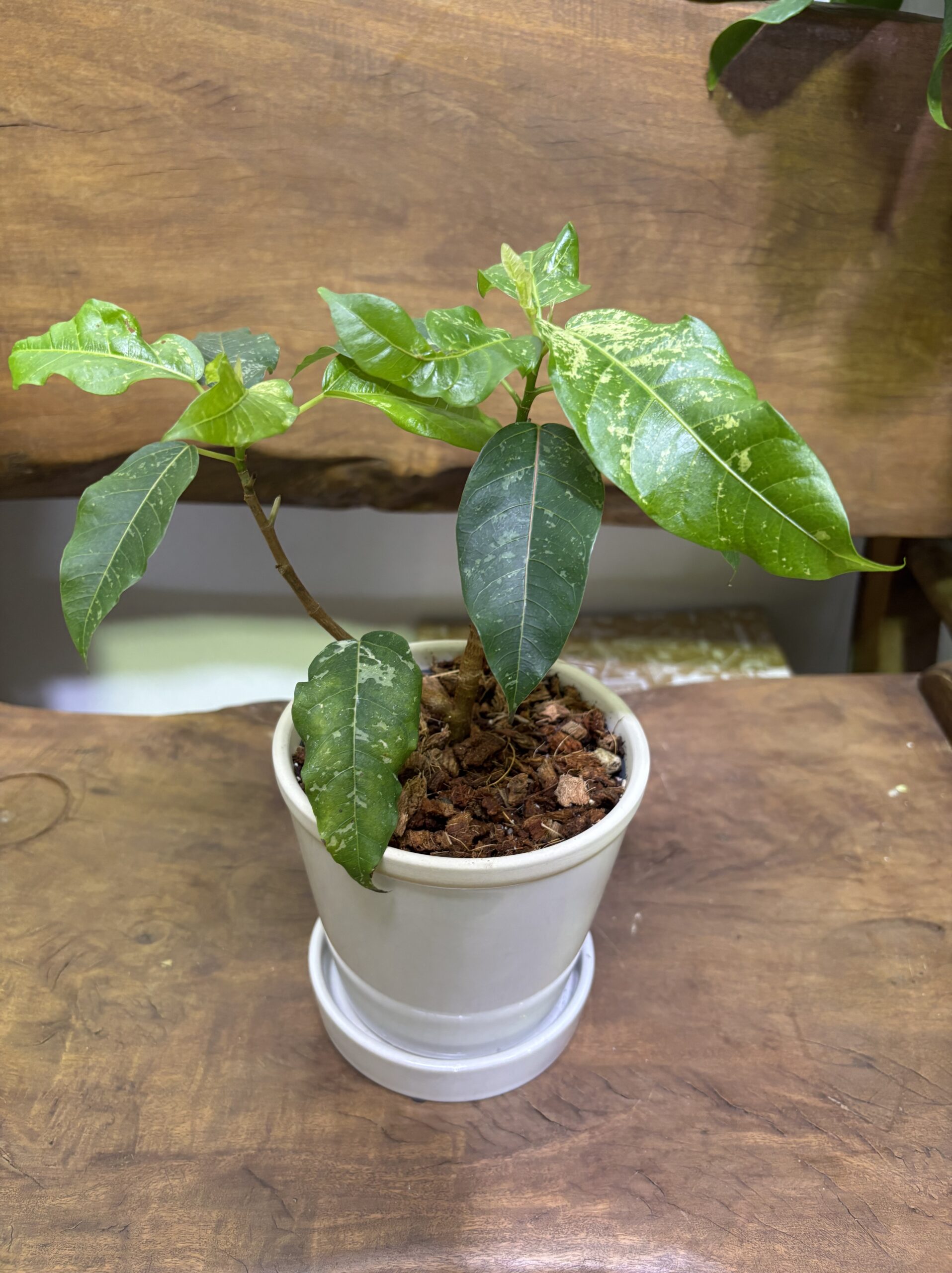 フィカス・アスペラ 陶器鉢植え