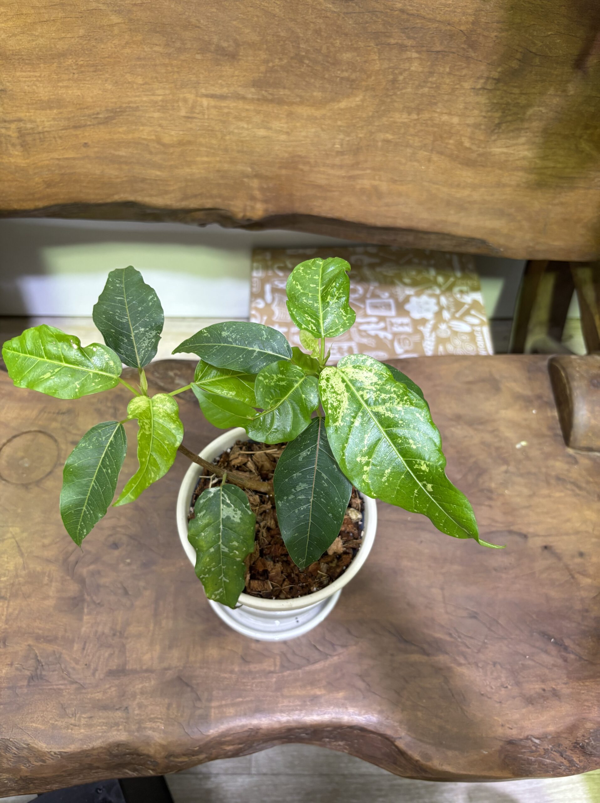 フィカス・アスペラ 陶器鉢植え - 画像 (2)