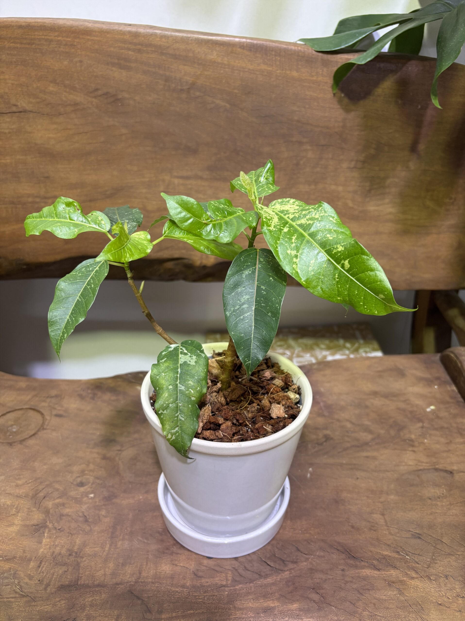 フィカス・アスペラ 陶器鉢植え - 画像 (3)