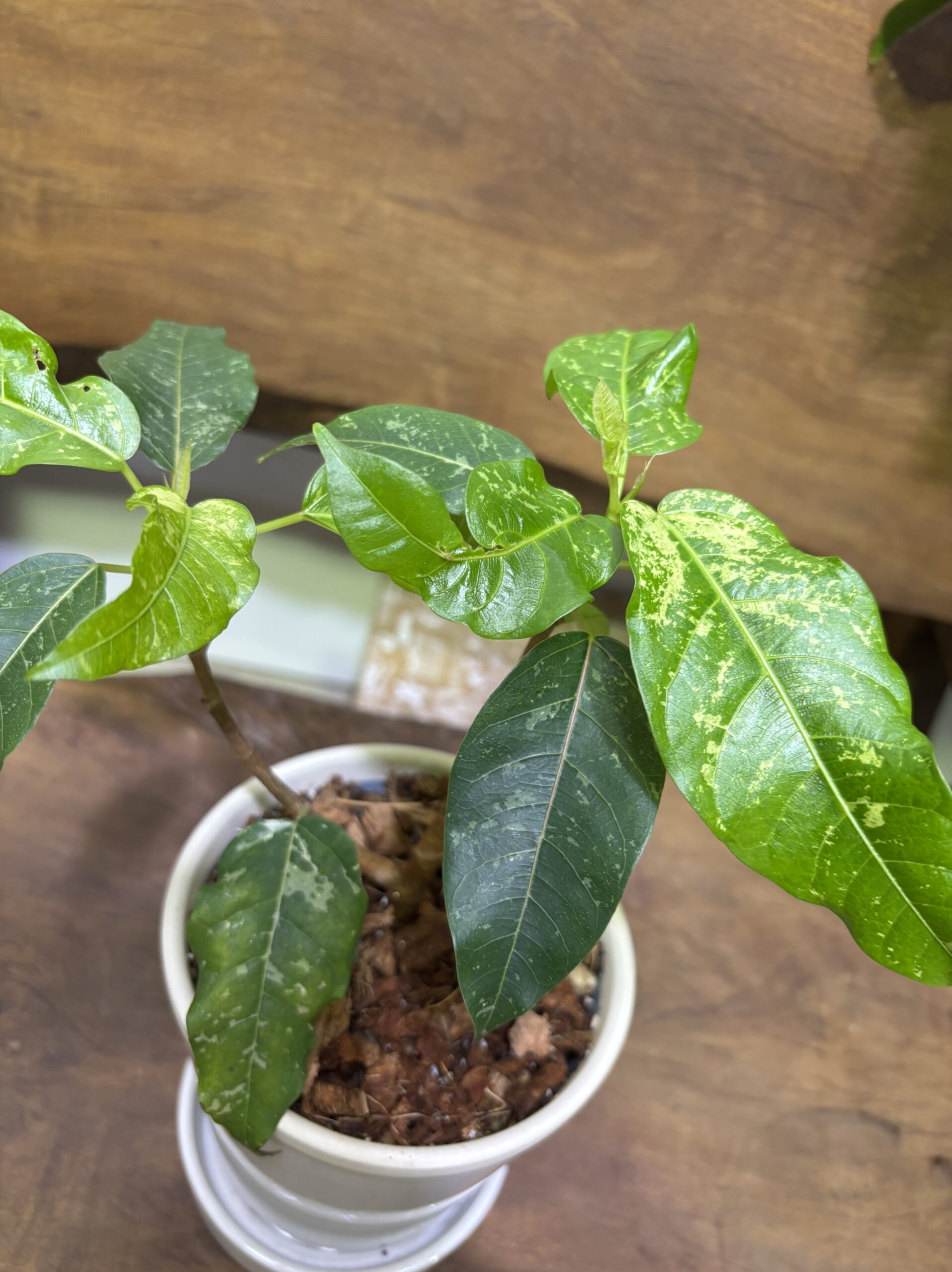 フィカス・アスペラ 陶器鉢植え - 画像 (4)