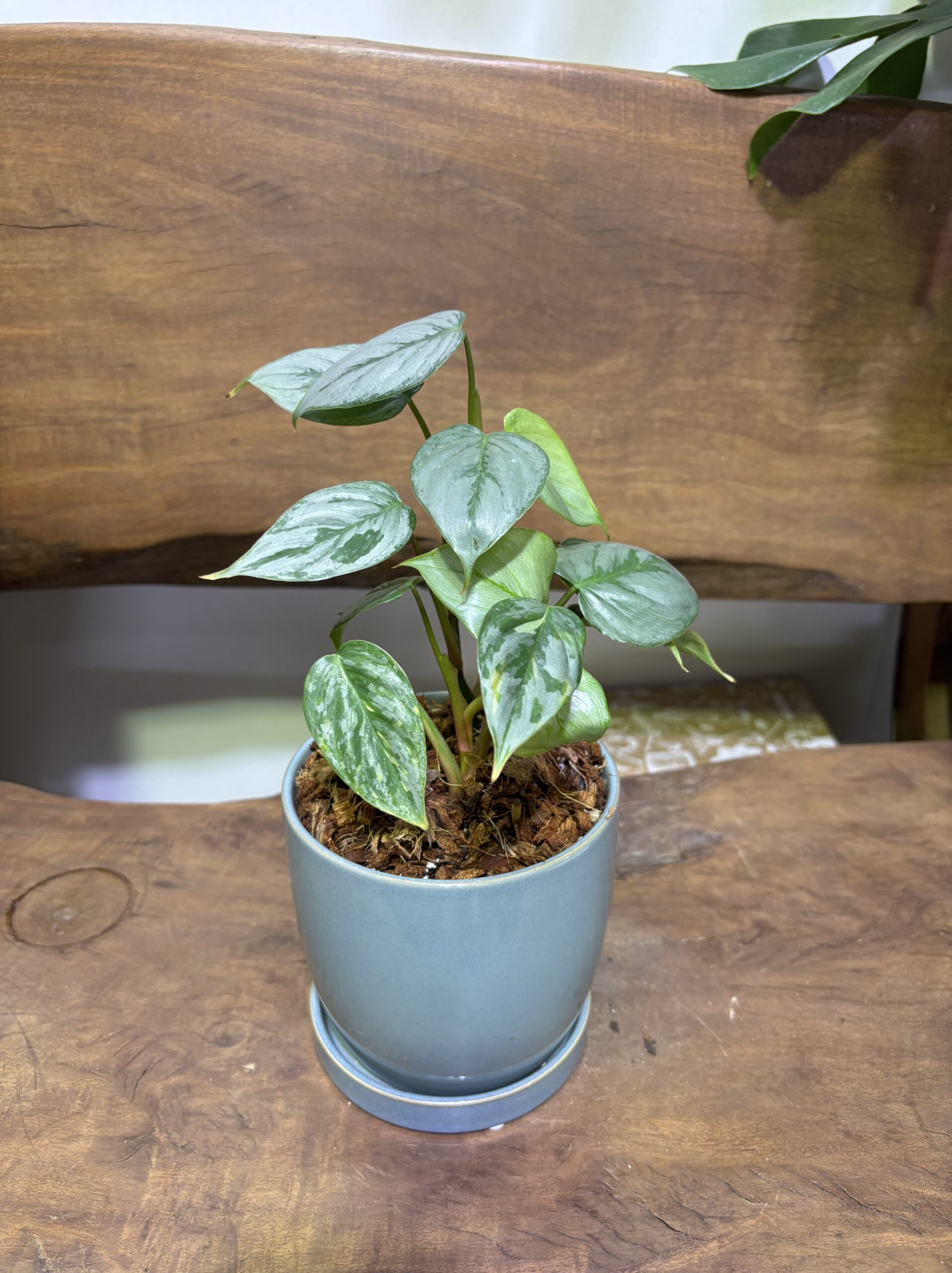 フィロデンドロン・ソディロイ 陶器鉢植え