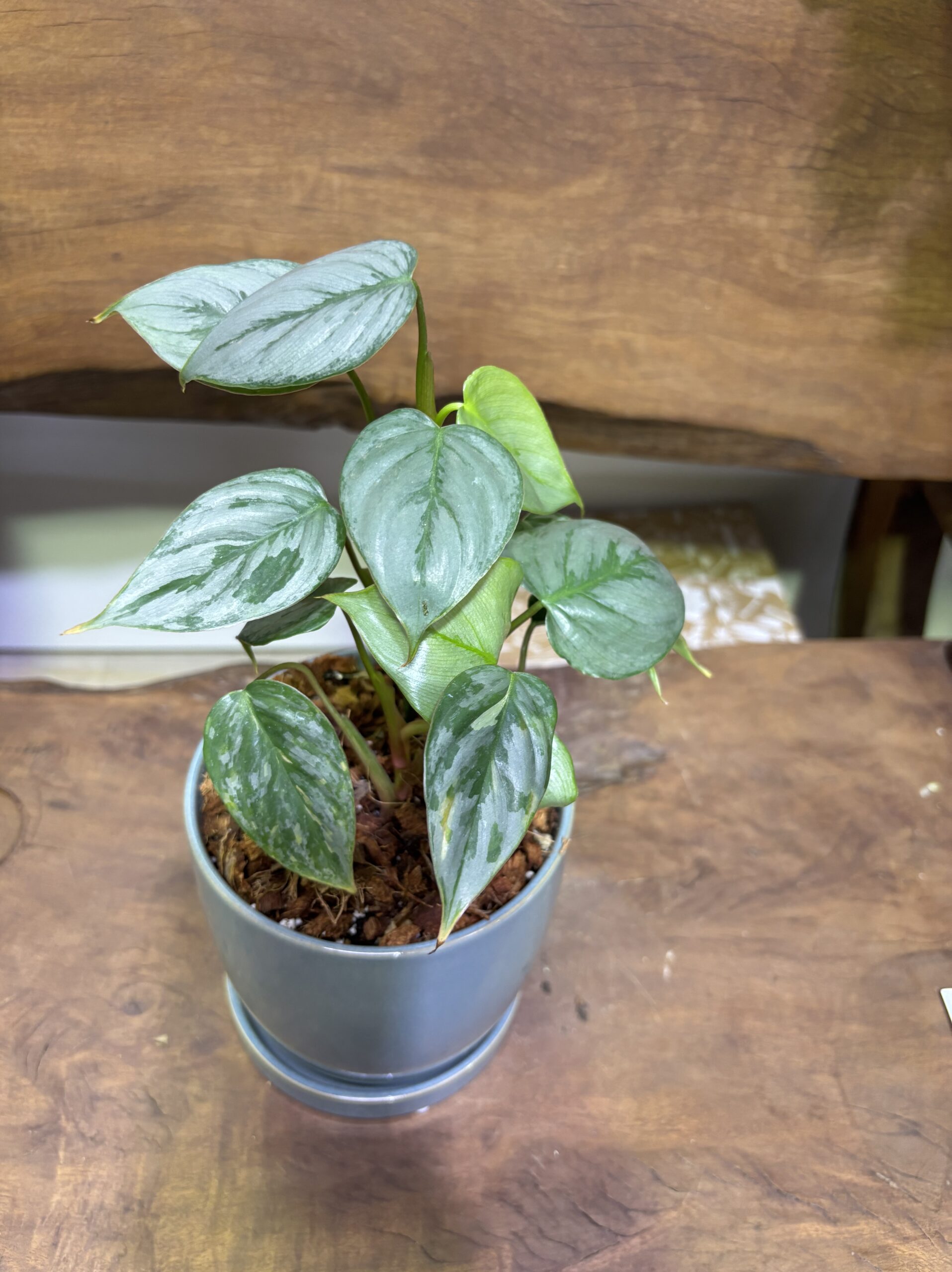 フィロデンドロン・ソディロイ 陶器鉢植え - 画像 (2)