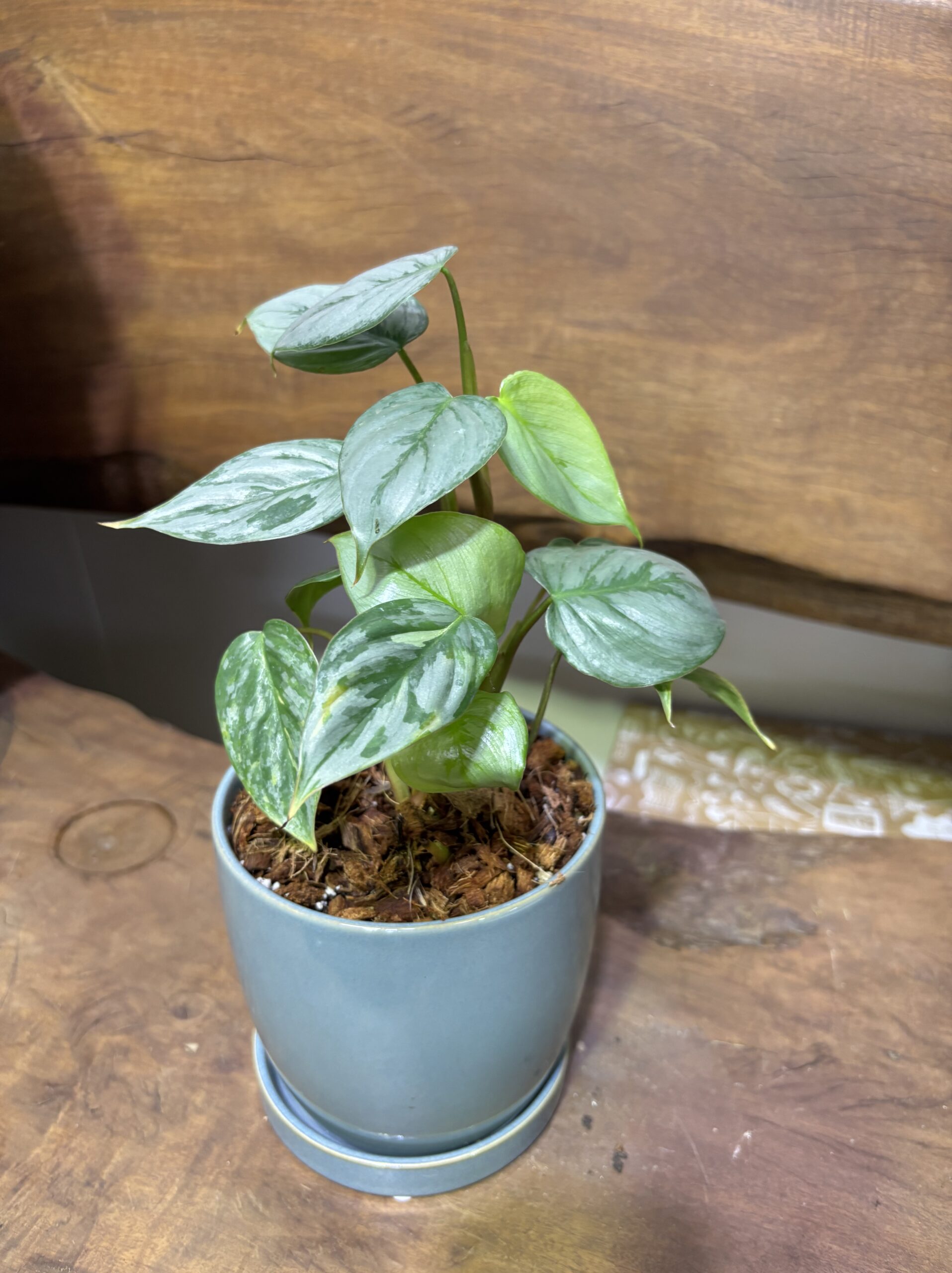 フィロデンドロン・ソディロイ 陶器鉢植え - 画像 (3)