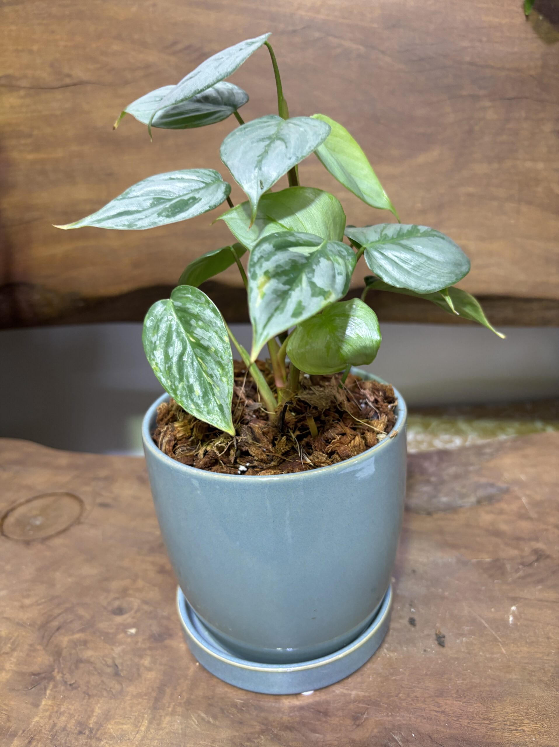 フィロデンドロン・ソディロイ 陶器鉢植え - 画像 (4)