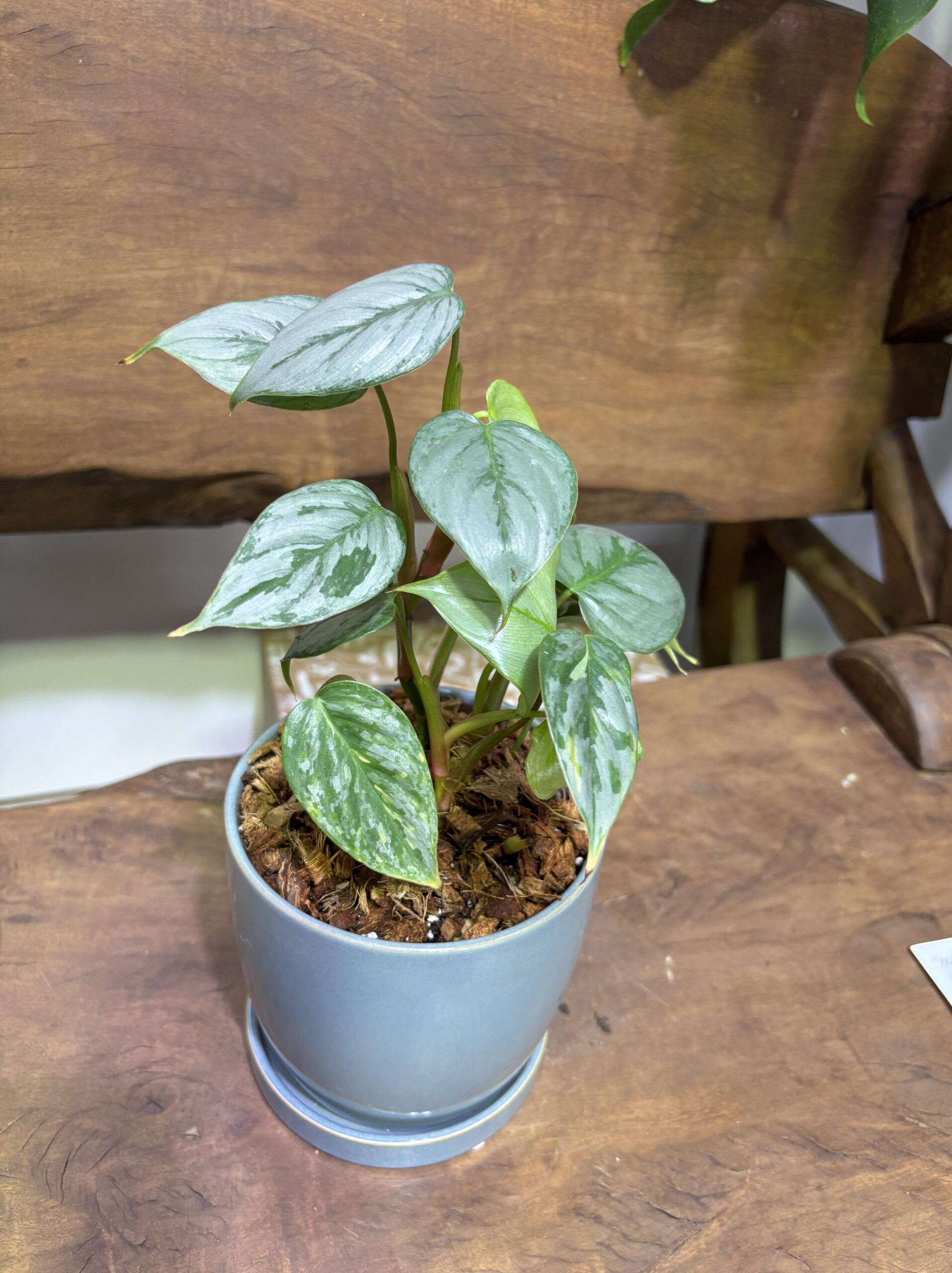 フィロデンドロン・ソディロイ 陶器鉢植え - 画像 (5)