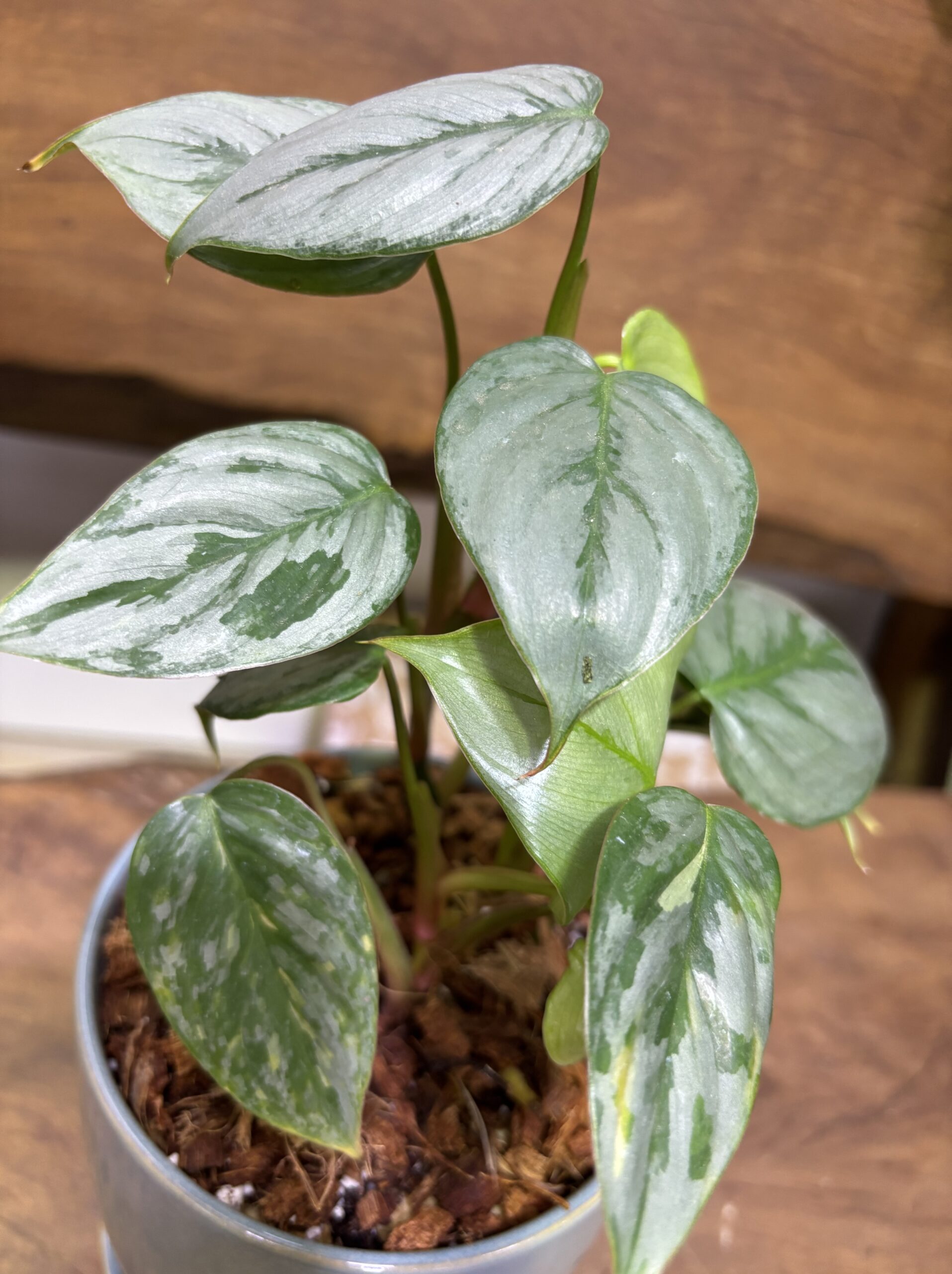 フィロデンドロン・ソディロイ 陶器鉢植え - 画像 (6)