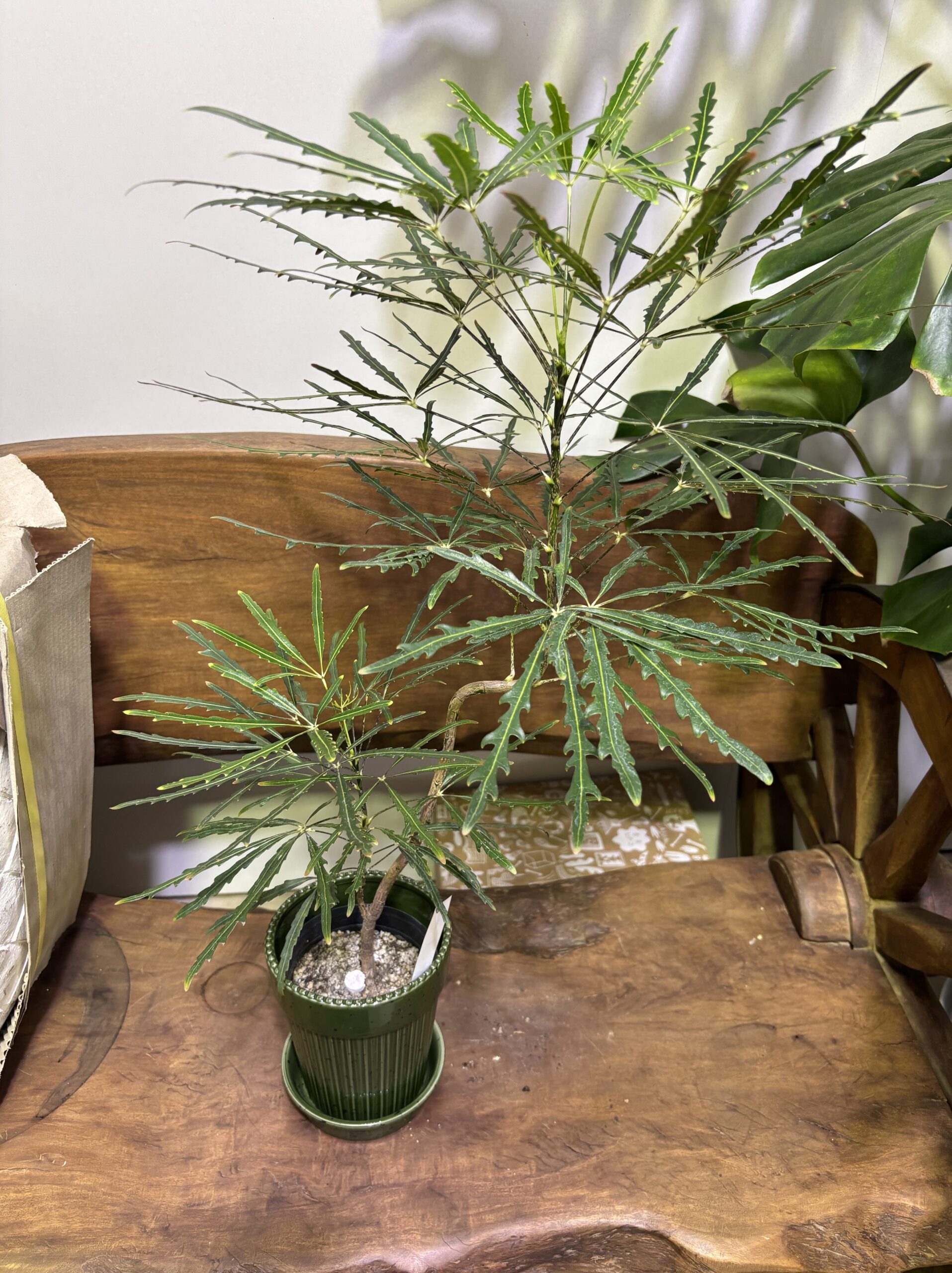 雰囲気で選ぶオシャレな観葉植物