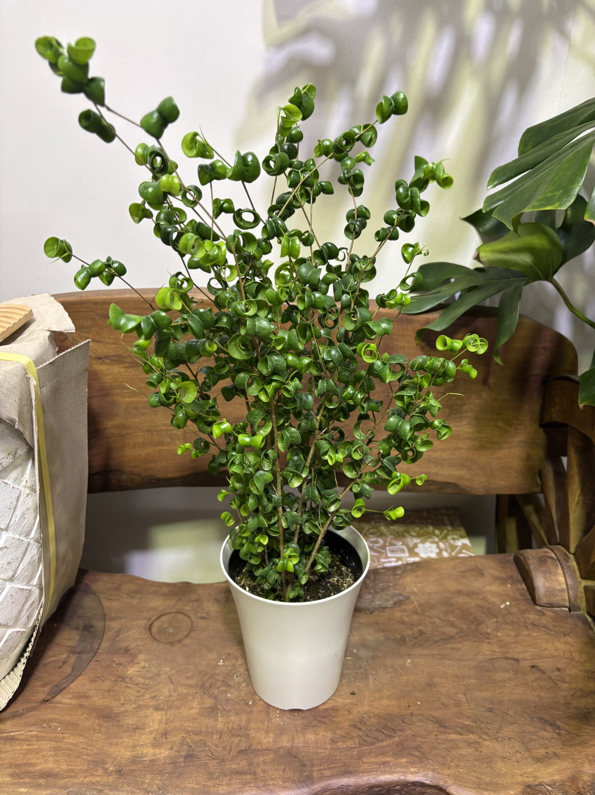 大きさで選ぶオシャレな観葉植物