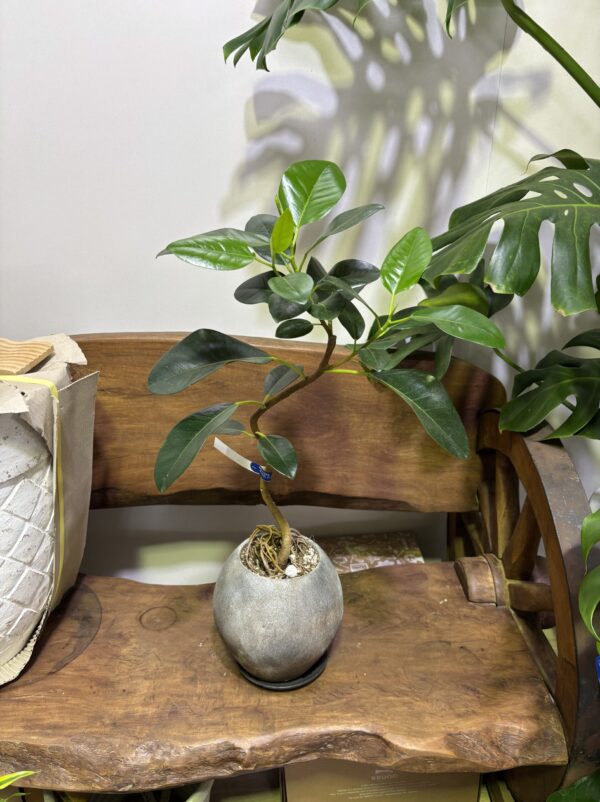 フランスゴムの木　陶器鉢植え