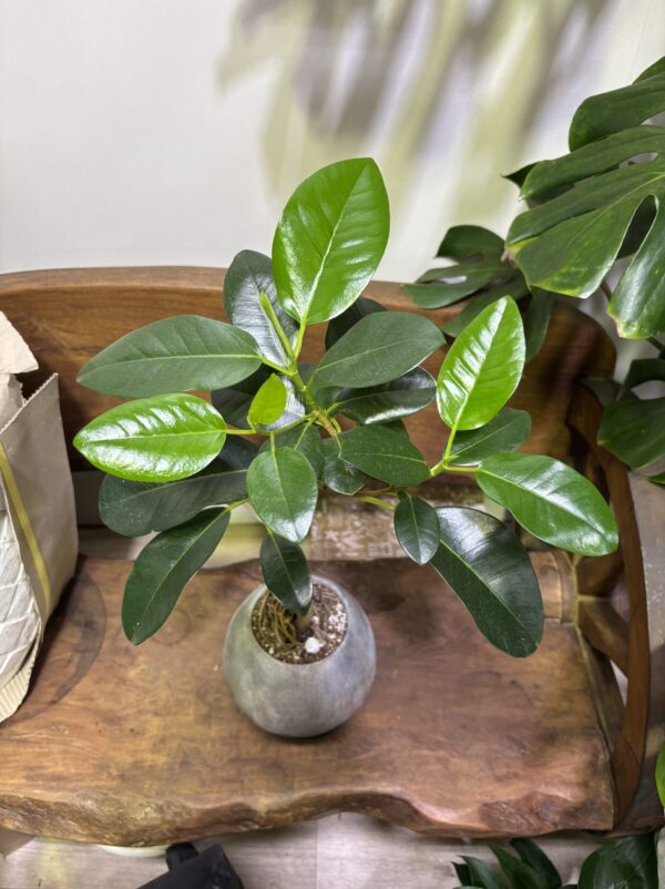 フランスゴムの木　陶器鉢植え - 画像 (2)