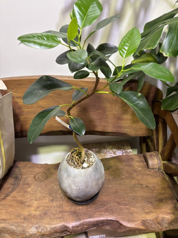 フランスゴムの木　陶器鉢植え - 画像 (3)