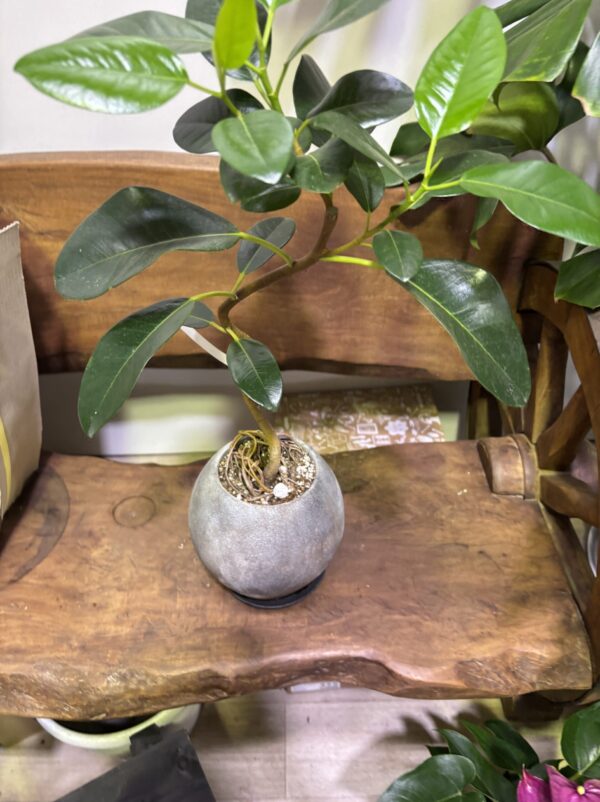 フランスゴムの木　陶器鉢植え - 画像 (4)