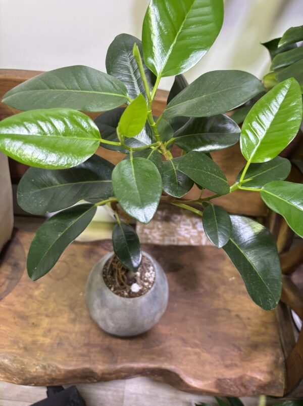 フランスゴムの木　陶器鉢植え - 画像 (5)