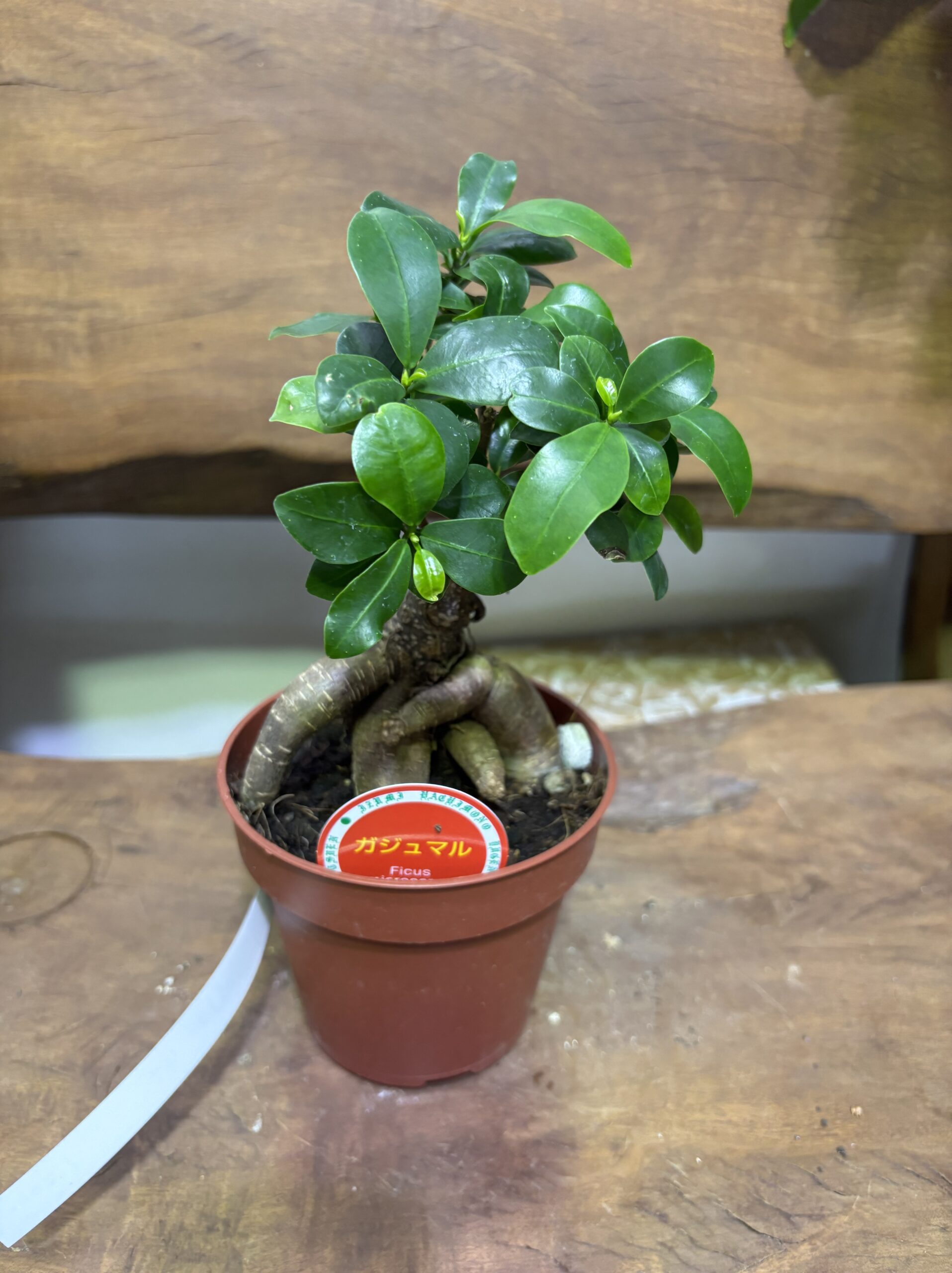 大きさで選ぶオシャレな観葉植物