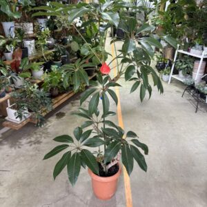 チュピタンサス 曲がり 7号/8号/10号 | Plants Shop Big Smile 通販