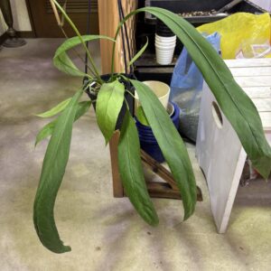 アンスリウム・ビッタリフォリウム 5号 | Plants Shop Big Smile 通販