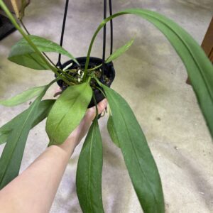 アンスリウム・ビッタリフォリウム 5号 | Plants Shop Big Smile 通販